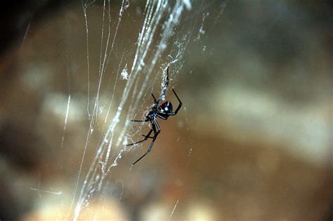 Black widows are highly poisonous; How to Identify Venomous House Spiders | Dengarden