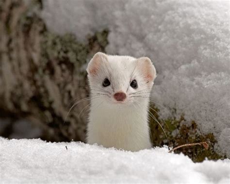 154 Best Ermine Images On Pinterest Wild Animals Adorable Animals