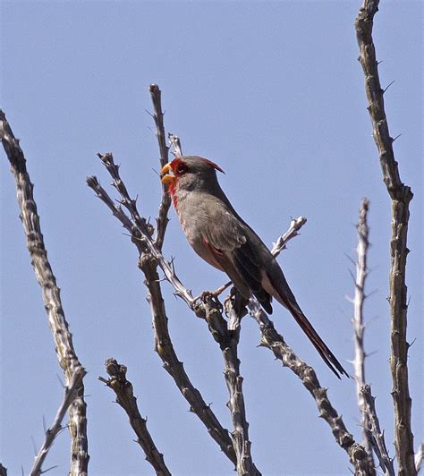 Pyrrhuloxia Male Photographed In The Saguaro Np Tucson Dk