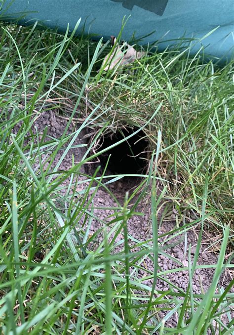 What Dug A Nice Little Tunnel In My Lawn Se Wi About 35 In Diameter