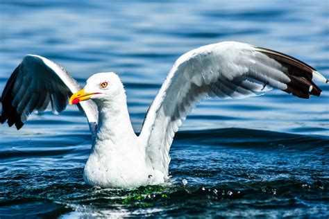 Безплатна снимка море крило морски птици чайка дивата природа