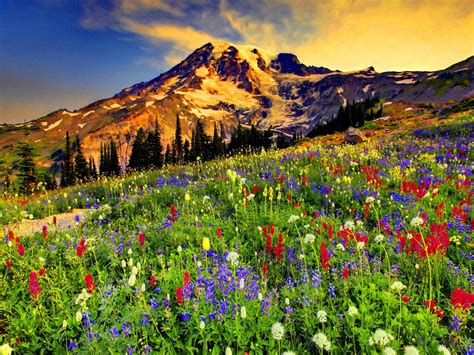 Flowers In The Mountains Wallpapers High Quality