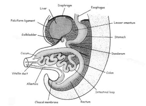 The Development Of The Rectum Anal Canal And Genito Urinary Organs
