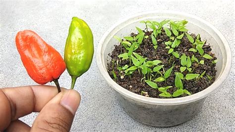 How To Grow Chilli Seeds Faster In Small Pot Grow Chilli Easily At