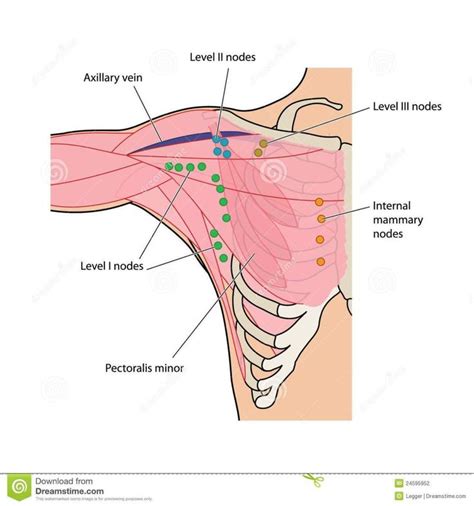 Enlarged Axillary Lymph Nodes Axillary Lymph Hubs Are The Lymph Hubs