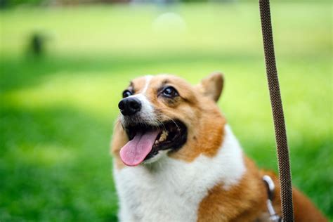 Find Out How Much Exercise Your Corgi Needs To Stay Healthy Corgi Planet