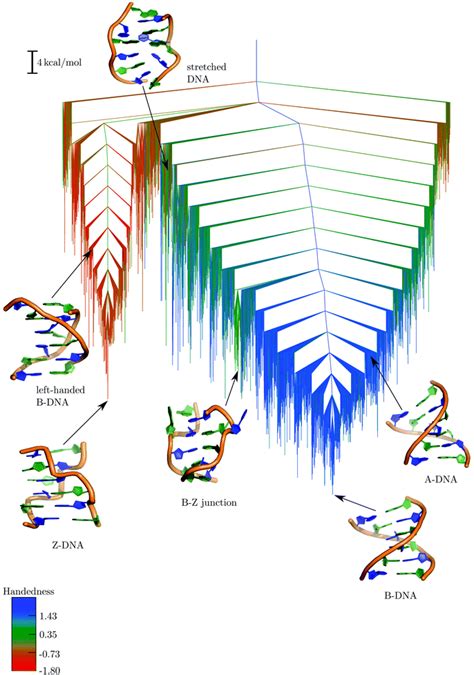 Probing Helical Transitions In A Dna Duplex Physical Chemistry