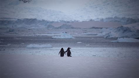 Download Wallpaper 1920x1080 Penguins Couple Snow Walk