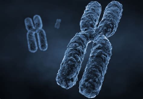 10 Facts About Chromosomes