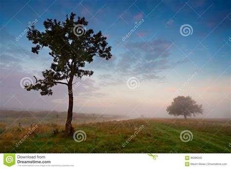Misty Morning On A River Lone Trees On A Green Meadow Stock Photo