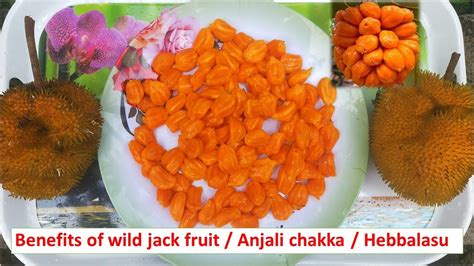 Benefits Of Wild Jackfruit Anjali Chakka Hebbalasu Pejakai Have