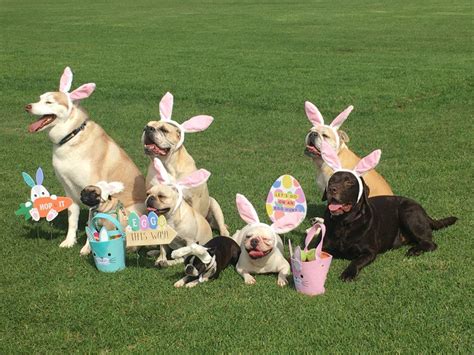 These Doggos Setting A Trap For The Easter Bunny Raww