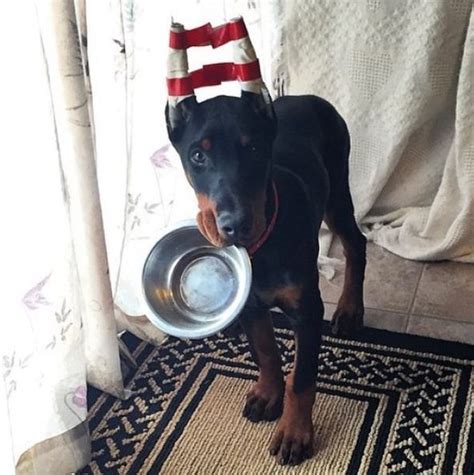 Doberman Puppy With Ears Posted After Cropping Doberman Breed