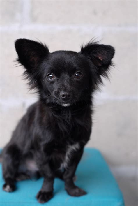 Adopt Angelo On Petfinder Papillon Mix Chihuahua Puppies Chihuahua