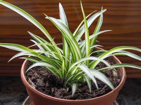 Spider Plants How To Grow And Care For Spider Plants The Old Farmer