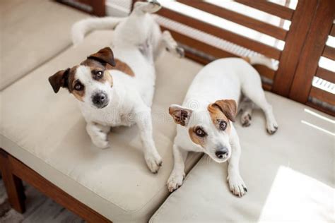Two Dogs Relax On Sofa Stock Image Image Of Cute Interior 173812541