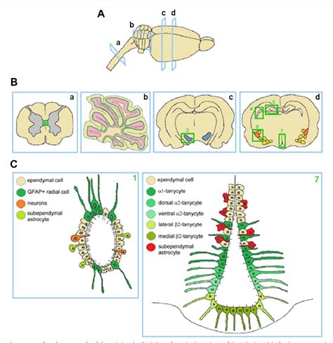Figure 1 From Unconventional Neurogenic Niches And Neurogenesis