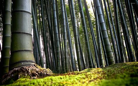 Bamboo Forest Wallpaper Nature Wallpapers 14764