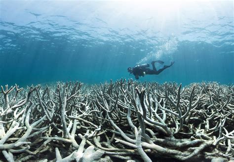 Great Barrier Reef At ‘unprecedented Risk Of Collapse After Major