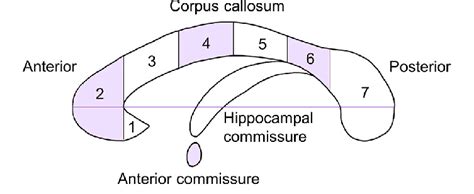 Commissural Pathways The Corpus Callosum Consisted Of Rostrum
