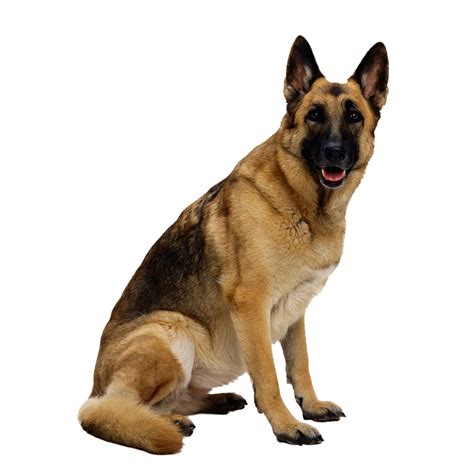 Our database contains over 16 million of free png images. Dog Png PNG Image - PurePNG | Free transparent CC0 PNG Image Library