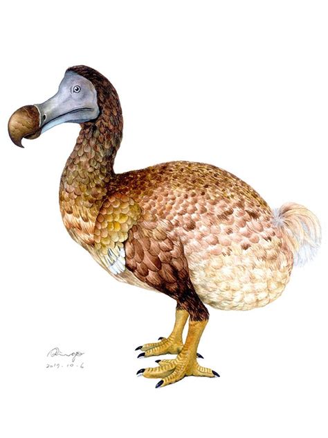 Dodo Bird Watercolor Painting Portrait Of Animal Watercolor
