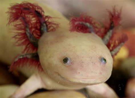 Identify Gfb Axolotl