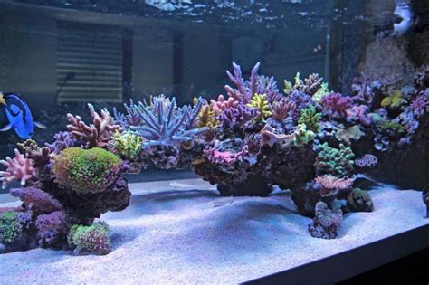 Show Off Your Large Tank Aquascape Saltwater Tank Reef Tank