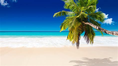 Тропический пляж фон фото Картинки и Рисунки