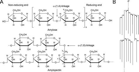 1 A Linear Chain Structure Of Amylose And Amylopectin