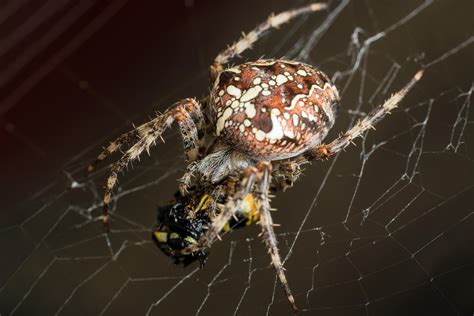 Female European Garden Spider Araneus Diadematus Eating A Common Wasp