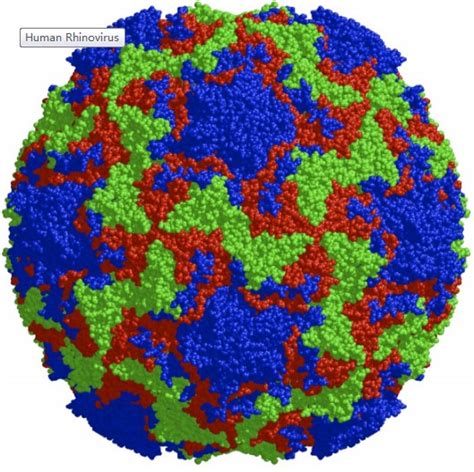 Human Rhinoviruses And Its Protease Creative Diagnostics