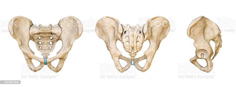 Male Human Pelvis And Sacrum Bones Posterior Anterior And Lateral Views