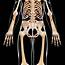 Human Skeletal System Photograph By Pixologicstudio