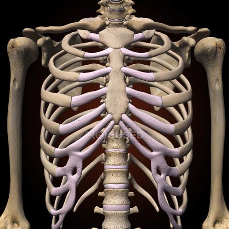 What Body Parts Are Under The Rib Cage Thoracic Rib Cage Anatomy In