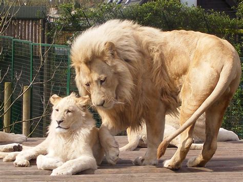 White Lions White Lions Father And Son Paradise Park Bro Flickr