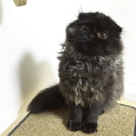 Meet Gimo The Cat With The Biggest Eyes Ever Debongo