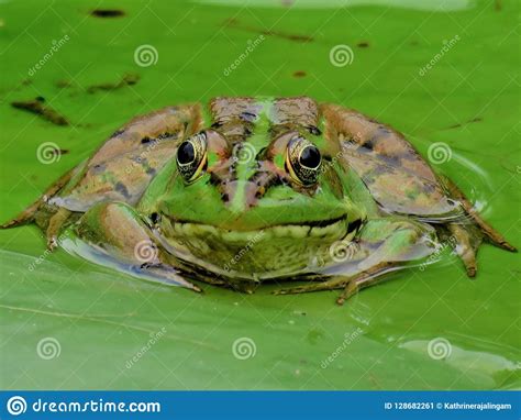 Green Pond Frog In Taiwan Stock Image Image Of Pondfrog 128682261