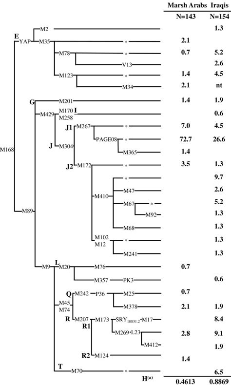 Phylogeny Of Y Chromosome Haplogroups And Their Frequencies In Download Scientific Diagram