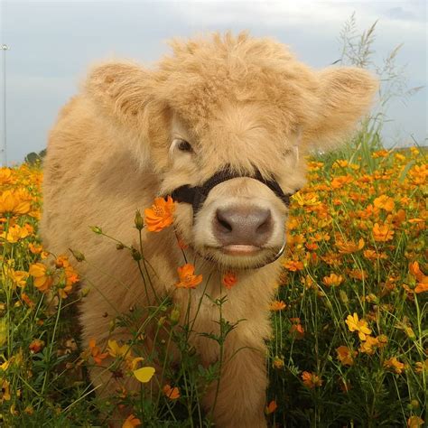 Ahora Puedes Tener Una Mini Vaca Esponjosa Y Son Mascotas Increíbles