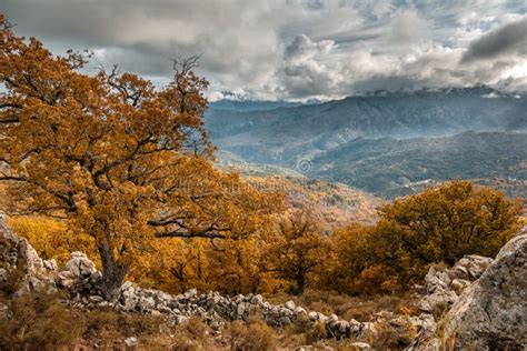 Old Oak With Golden Foliage In Mountains Of Corsica Stock Image Image
