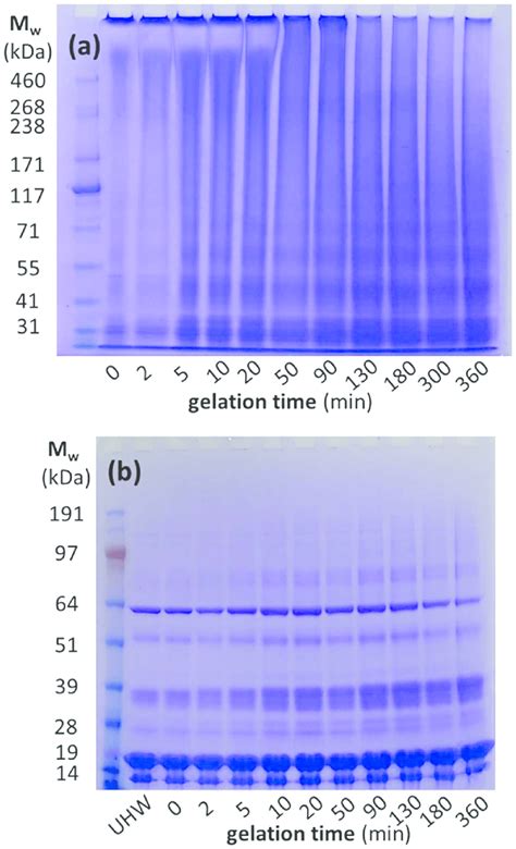 A Non Reducing And B Reducing Sds Page Of Solubilized Solutions Or