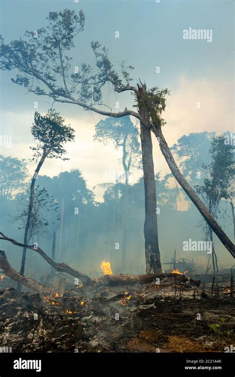 Trees On Fire With Smoke In Illegal Deforestation In The Amazon
