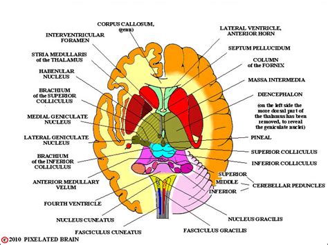 Pixelated Brain Dorsal View Of The Brainstem