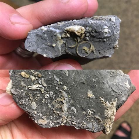 Fossiliferous Limestone Ut 300 500 Ma Rfossilid
