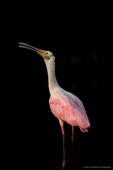Roseate Spoonbill 52 Dennis Goodman Photography And Printing