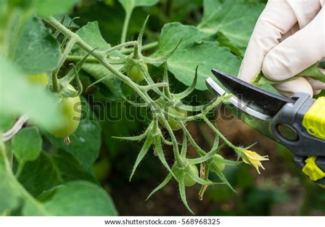 Woman Pruning Tomato Plant Branches Greenhouse Stock Photo