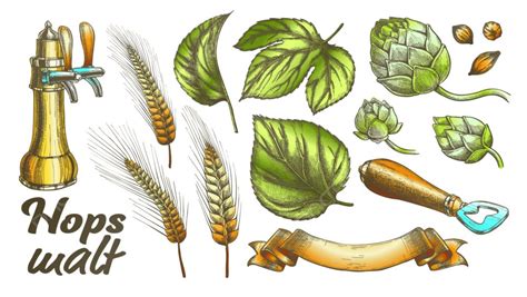 Barley Hop Vector Png Vector Psd And Clipart With Transparent