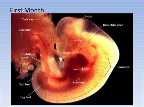 The Fetal Development