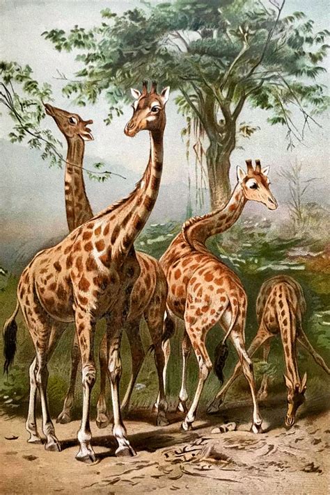 The Graphics Monarch Printable Giraffe Art Vintage